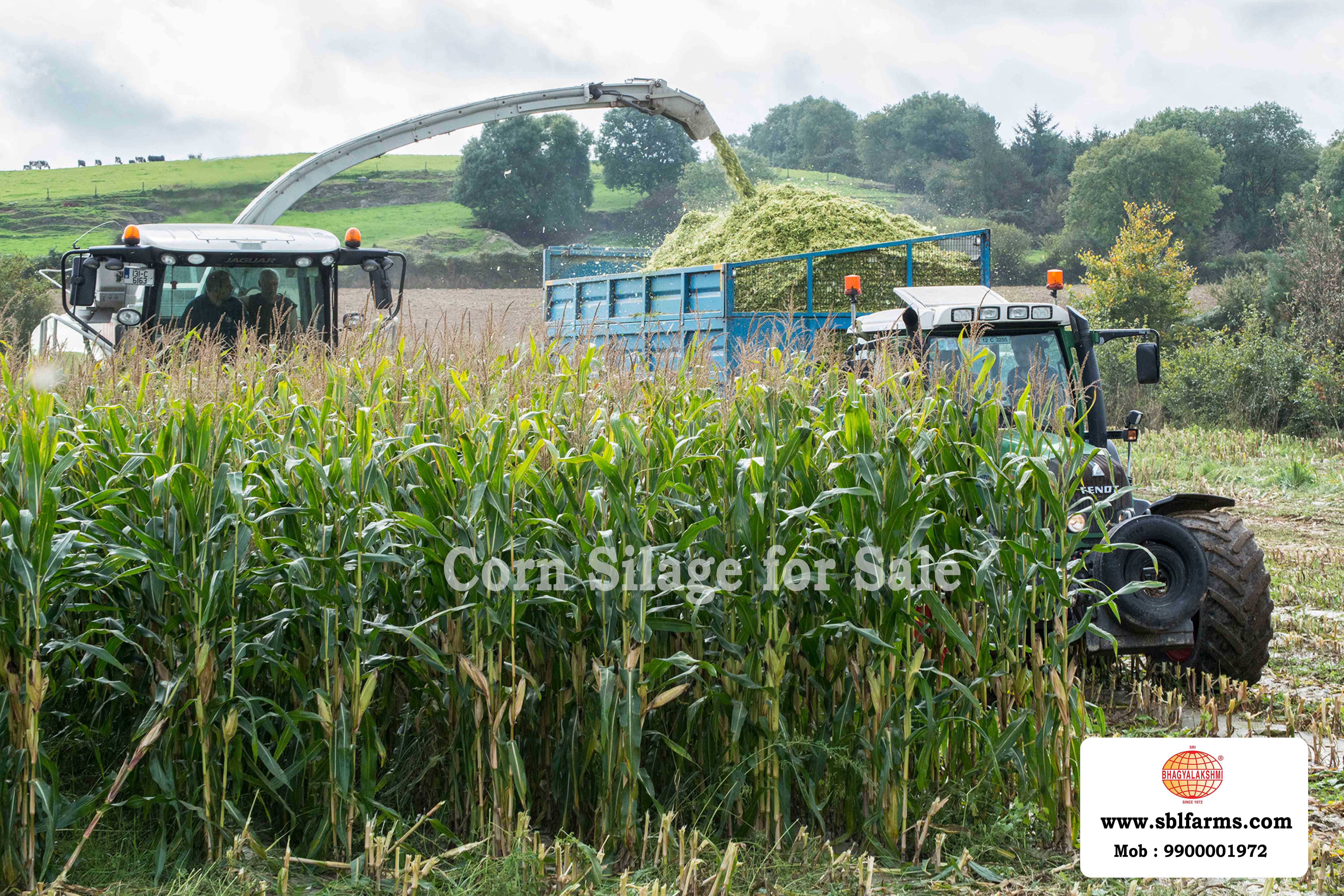 Corn Silage Suppliers in Bangalore | Corn Silage for Sale  |  Corn Silage, Baby Corn Silage manufacturers, suppliers & exporters in Bangalore | corn silage for sale in bangalore |  Sri Bhagyalakshmi Farms Corn Silage Bangalore| Silage Balers | Animal Feed Manufacturers | Production of Silage |Cattle feed manufacturers & suppliers - SBL Farms is solving the biggest fodder crisis in India, by supplying Silage bales, Bailing machines to dairy farmers, Cooperatives, Animal Husbandry | Best Cattle Feed Manufacturers & Silage Suppliers in India | Indias Best Baled Silage Producers
